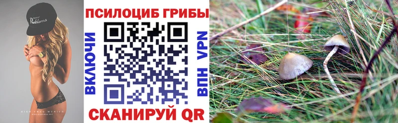Галлюциногенные грибы Psilocybe  купить закладку  Дюртюли 